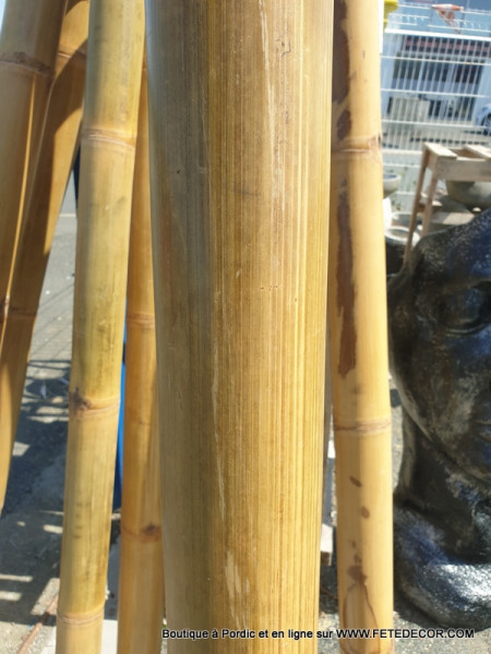 Canne bambou L250 cm diam 10/12