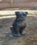 Chien de garde assis H67 cm
